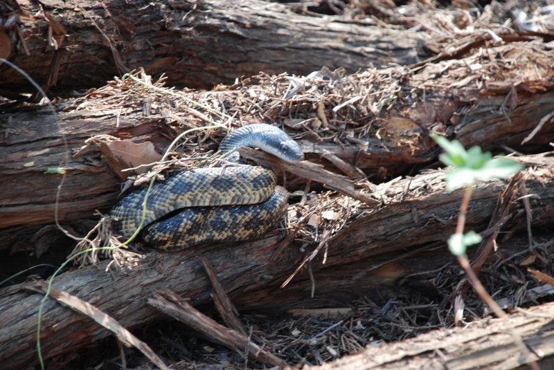 2009-05-31-03-Snake.jpg
